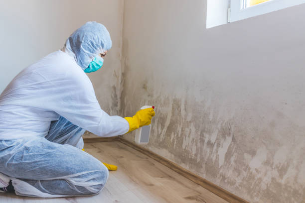 Licensed Mold Remediation service in Weems, VA - WQB Mold Removal